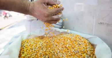 Guaraciaba do Norte e São Benedito se destacam entre os quatro maiores produtores de milho verde do País
