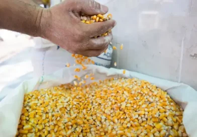 Guaraciaba do Norte e São Benedito se destacam entre os quatro maiores produtores de milho verde do País