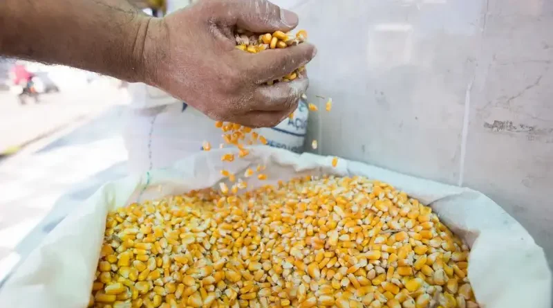 Guaraciaba do Norte e São Benedito se destacam entre os quatro maiores produtores de milho verde do País